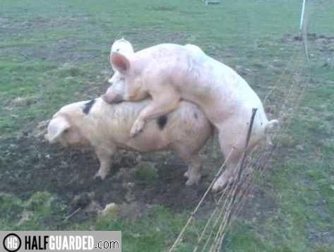 david-cameron-sex-with-pig