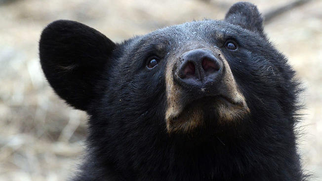 black bear