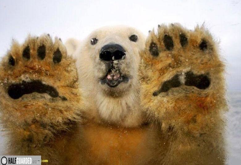 Bear Hands