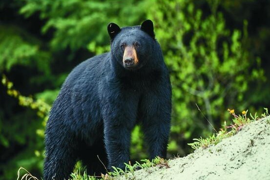 black bear