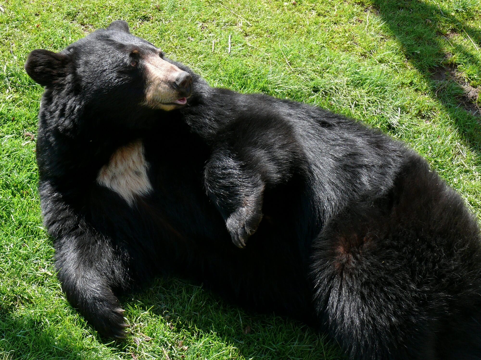 black bear