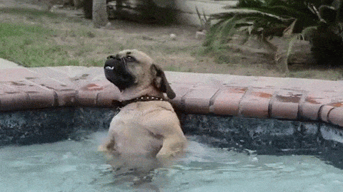 swimming dog puggle dec