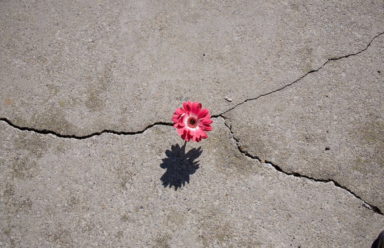 Трещин цветок. Цветок через асфальт. Цветы на бетоне. Цветок растет из асфальта.