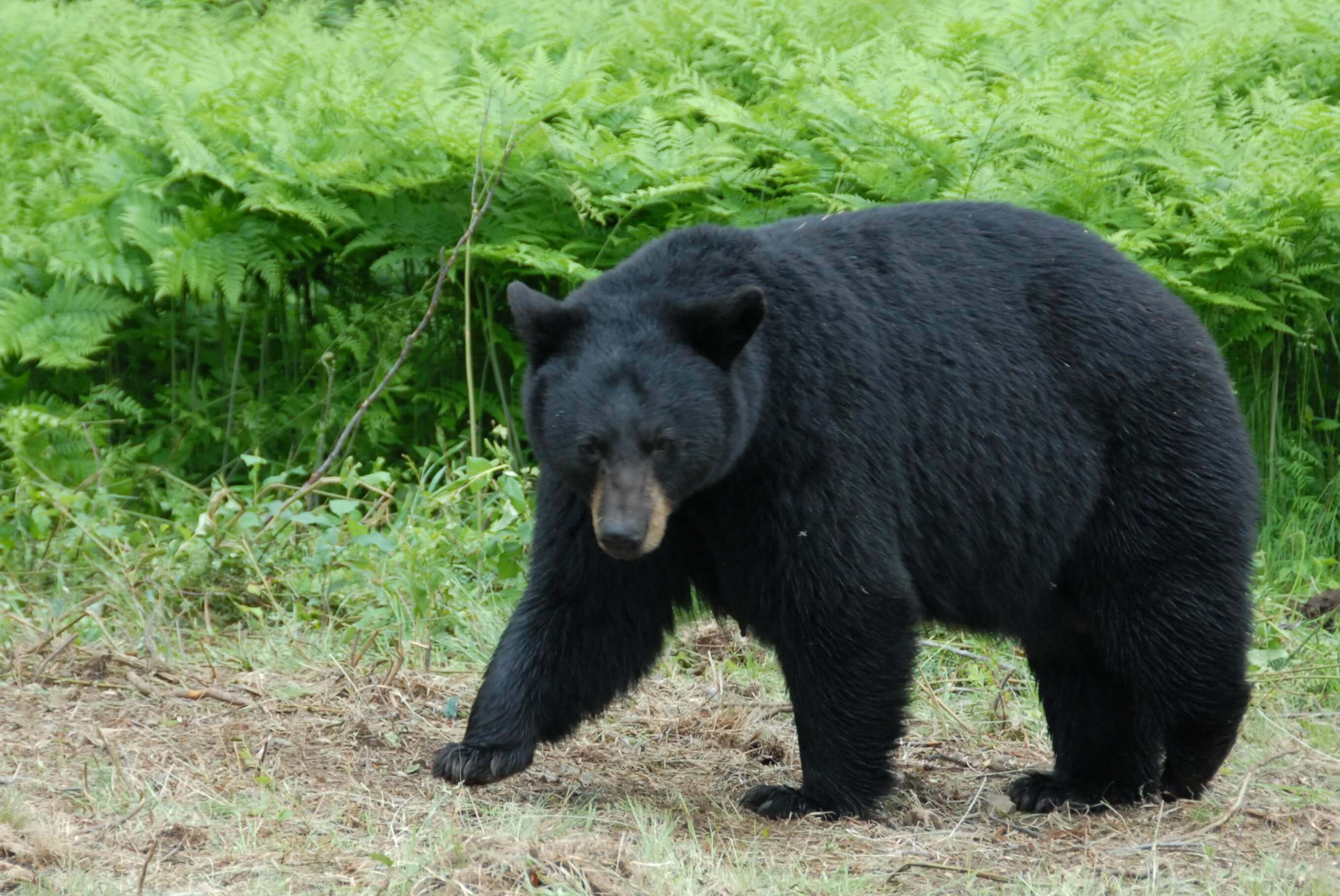 black bear