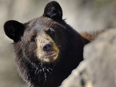 black bear