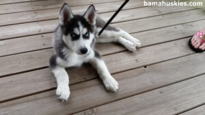 husky-puppy-2