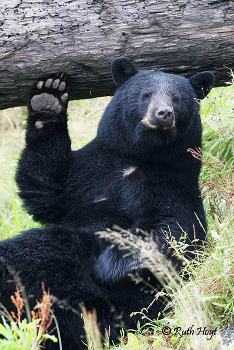 black bear