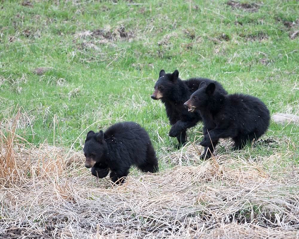 black bear