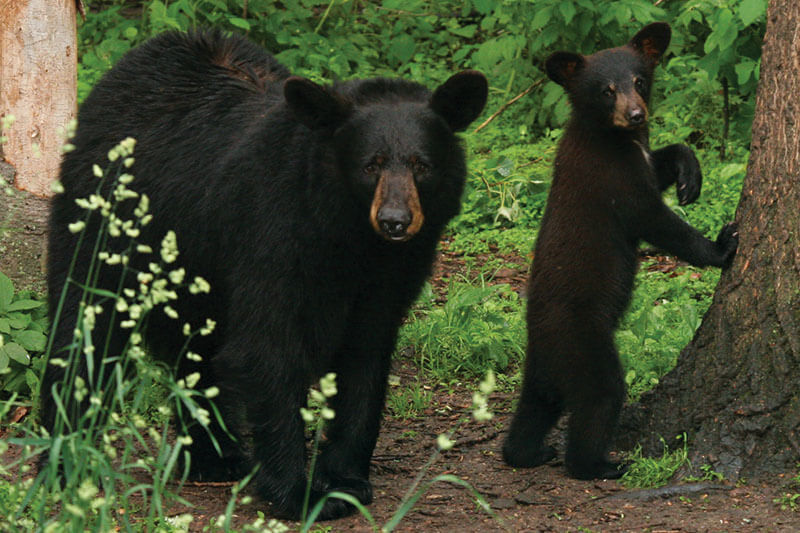 black bear