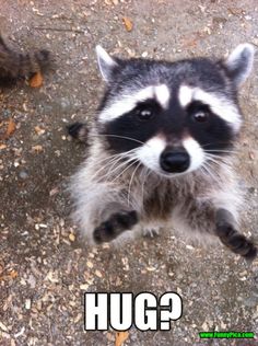 raccoon hug